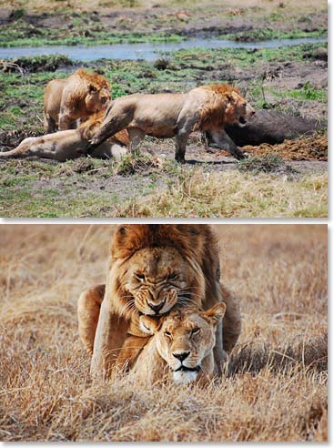 The lion’s behavior is so fascinating, we could spend all day watching them hunt, mate and laze in the warm African sun.