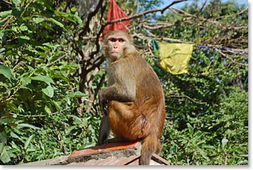 Friendly monkey?  The Rhesus’ Monkey, for which Swayambhu Temple in Kathmandu got its second name; Monkey Temple, stand watch over this 2500 year old holy site. 