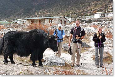 Yaks are a common sight everywhere you go in Khunde.