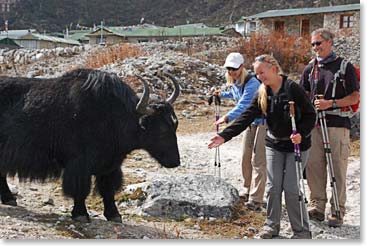 Big animals!  But they are quite used to humans.