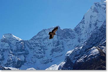 What a sight!  A beautiful Himalayan Eagle flew over us as we left.