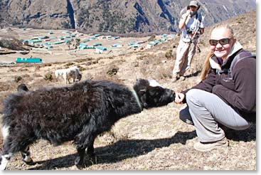 And baby yaks are always fun of course!