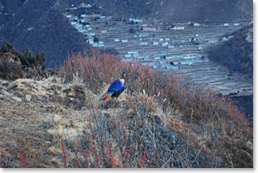 The colorful Danphe is the National Bird of Nepal.