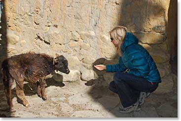 We still love baby yaks!