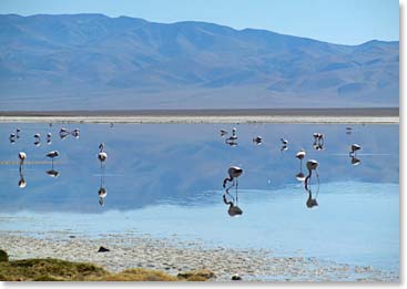 Three-toed Flamingos in Laguna Santa Rosa