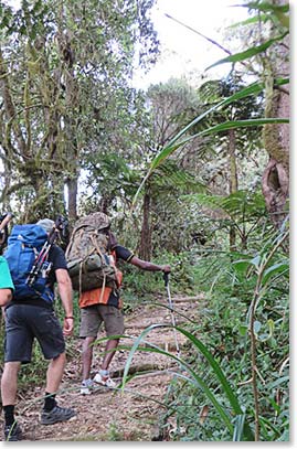 Beginning the climb through Kili’s old growth forest