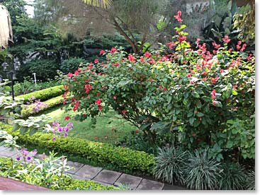 This time of year in Arusha we see lush green landscapes with many beautiful flowers
