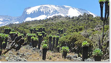 After we climb above the forest we reach the moorland life zone of Kili, with its beautiful Senecios.