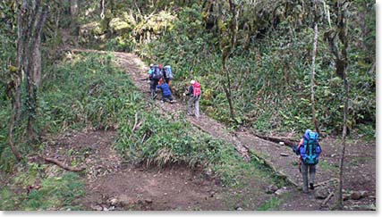 Off we go through the beautiful old growth forest of Kili.