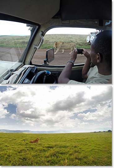 Excitement follows us on our safari adventure!