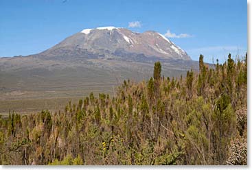 We started to have great views Kilimanjaro as we hiked out of the forest.