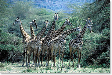 Africa safari - giraffes