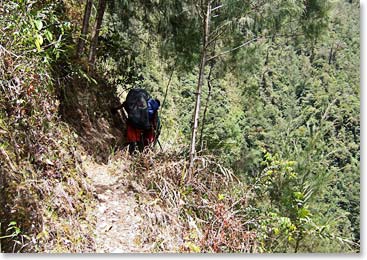 The thick forests make for challenging hiking conditions.