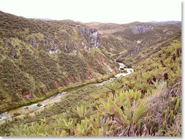 There was a big change in the vegetation as well climbed above the forest.