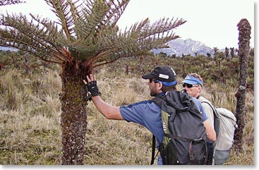 We were fascinated by these 6-10 feet tall Palm Trees we kept passing on our way to camp