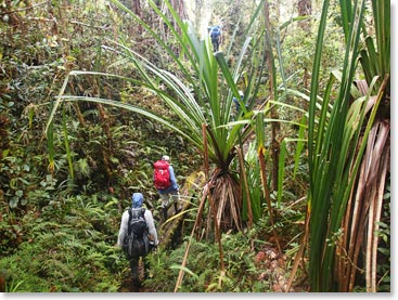The thick jungles make for interesting trekking