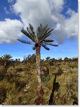 We passed many of these 6-10 foot palm trees on our way in and out of Base Camp.
