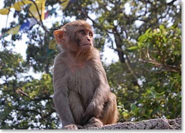 Rhesus Monkeys are seen everywhere at Swayambhu; which is how it got its second name – Monkey Temple.