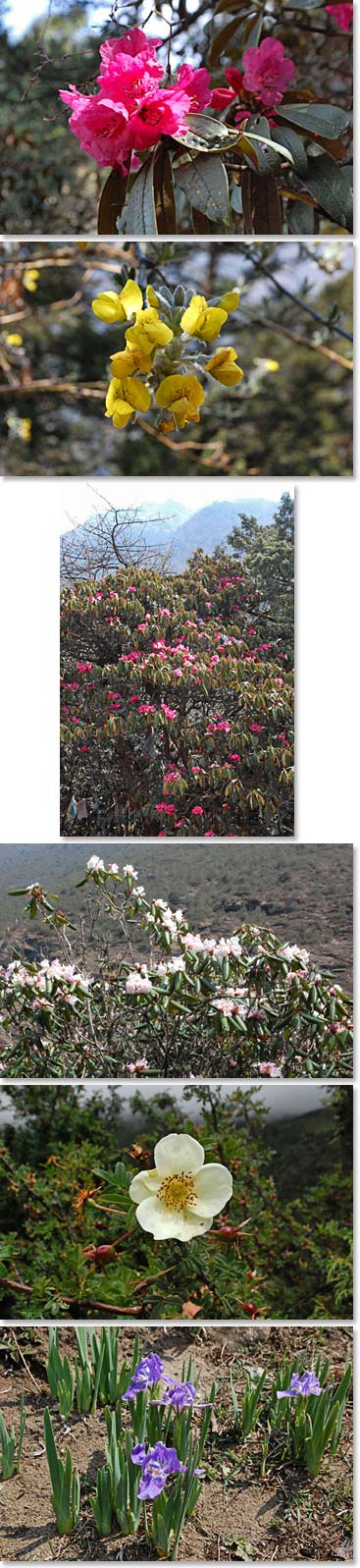 The beautiful rhododendron flowers add beauty and color to our trek to Thame