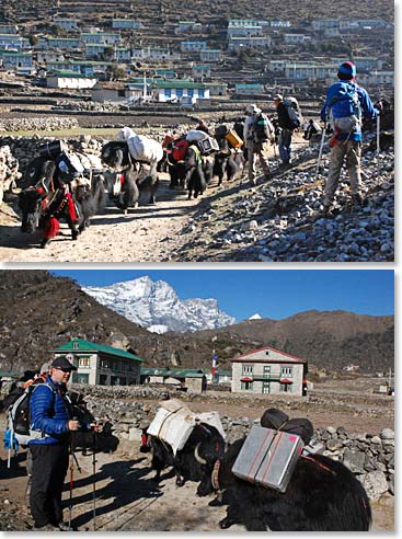 Yak trains are constantly passing by carrying loads up for climbers and trekkers