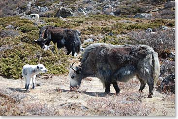 A baby yak sticks close to its mother as they graze along the trails.