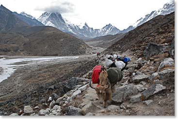 More yaks on the way to Lobuche