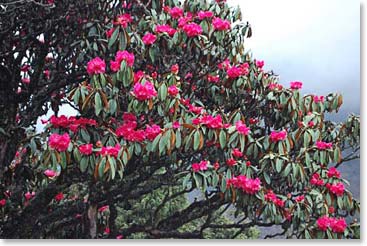 Beautiful flowers adorn the trails.