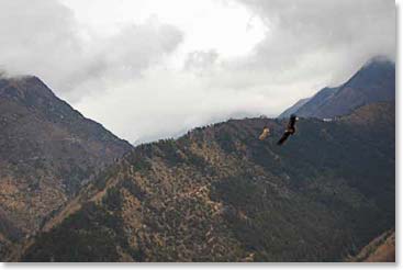 Birds flying through the mountains