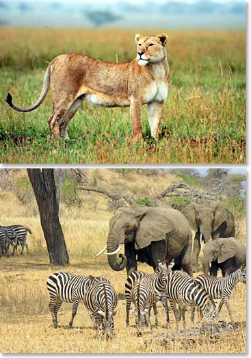 While in Tarangire National Park they saw lions, leopards, lots of elephants and zebras.