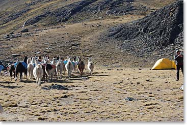 Llamas at Base Camp