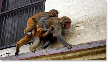 Monkeys playing at the monkey temple