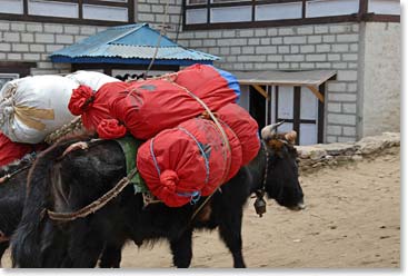 Our bags being transported by dzopkyos (cross breed between yak and cow)
