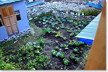 Cabbage garden at Pangboche