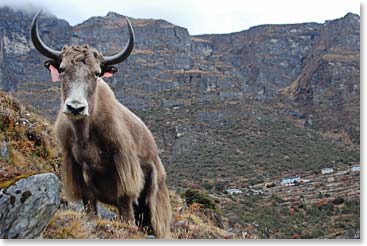 Yak on a hillside. A classic scene along trail from Thame.