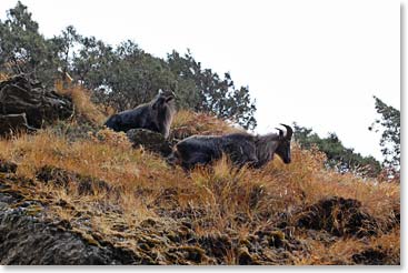 Thar, or Himalayan Mountain Sheep, along the trail