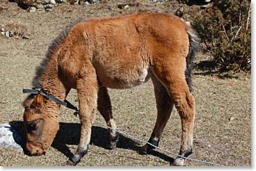 This young colt’s mother died when the last BAI group was in Pangboche a few weeks ago. We are happy to see that her baby is doing well.