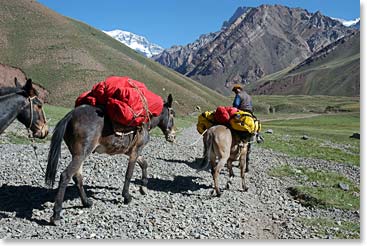 Mules along the trails carrying gear