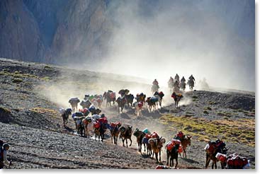 Mule trains carrying loads to Plaza de Mulas