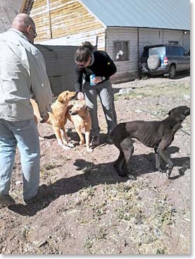 The mule dogs come say hi as we organize our gear.