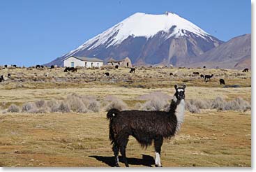 Driving to the village of Sajama