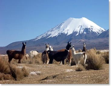 Llamas in the village of Sajama