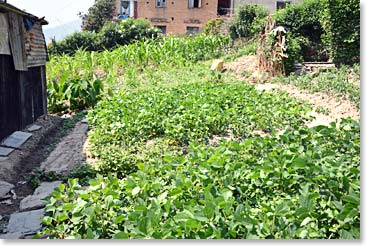 Our vegetable program.  We provide credit for saving and loans in order to help people plant crops.  We were checking today to see if rice was being planted on time in some of the locations we serve.   