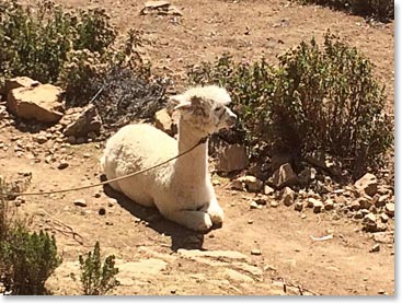 This is Bolivia:  Llamas are everywhere!