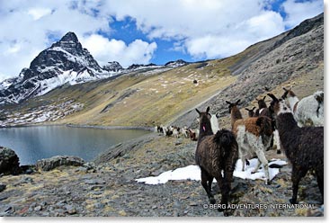 Llamas on the way to Cabeza de Condor