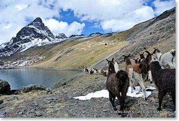 Llamas on the way to Cabeza de Condor 