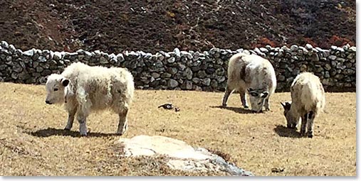 We stopped to watch baby yaks in Dingboche.