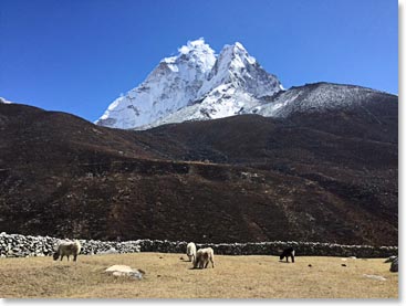 Baby yaks with Ama Dablam in Dingboche 