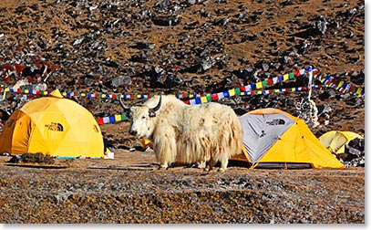 Well hello Mr. Yak! He is very essential in helping with our team’s success carrying some of the loads.