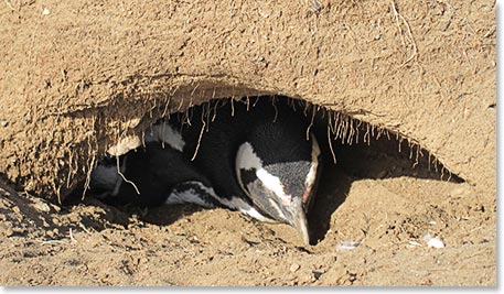 A resting penguin