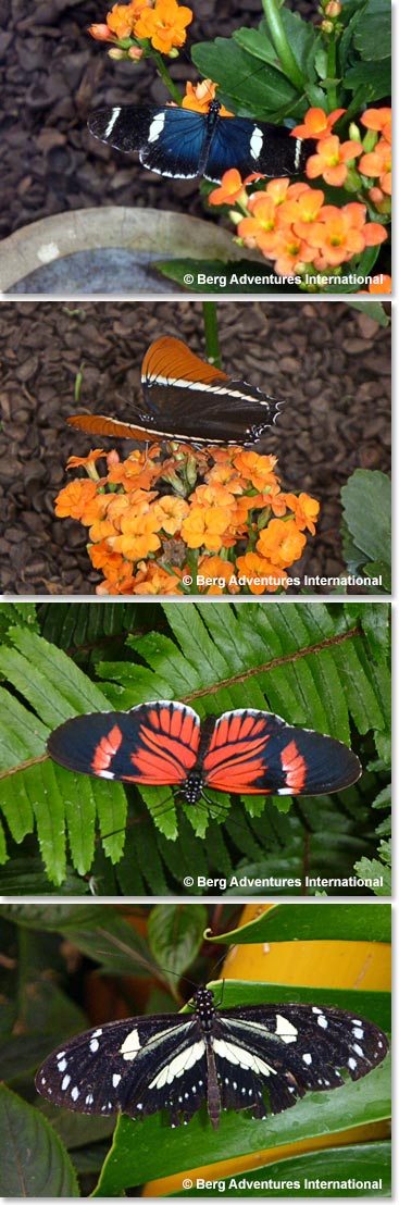 Our next stop was a Butterfly farm where there is 3,200 species of butterflies, many of these species are endangered.